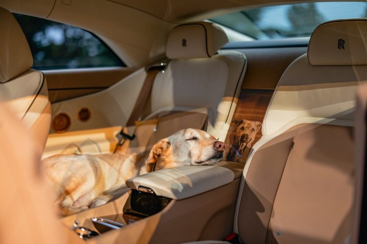 La Rolls-Royce qui fait Ouaf-Ouaf : un mystère choquant qui divise !